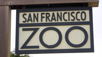 Mountain lion captured in downtown San Francisco suspected in deaths of 3 marsupials at zoo