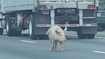 Lost pigs stop traffic on Virginia interstate, wild video shows